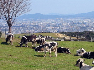 もーもーらんど油山牧場